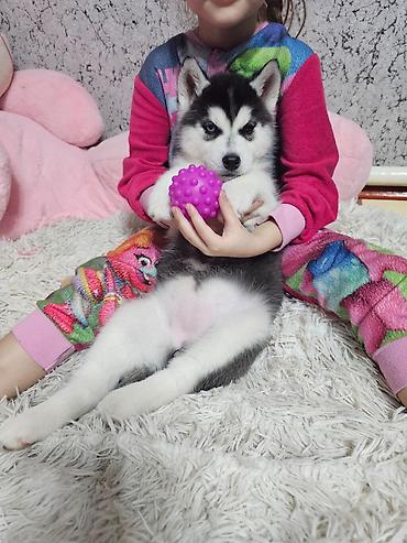 Продажа собак: Хаски, 1 месяц, Самка, С прививкой, С родословной at lalafo.kg — 4 Продажа собак: Хаски, 1 месяц, Самка, С прививкой, С родословной — 4
