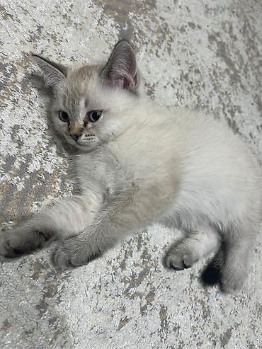 Pişiklər: Yaxşı əllərə — 2