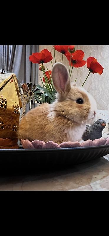 kaliforniya dovşan: 1 aylıq balaca🐰 ÖZEL DİŞİ İki dovşan götürsəniz, bir-birlərinə yoldaş — 4