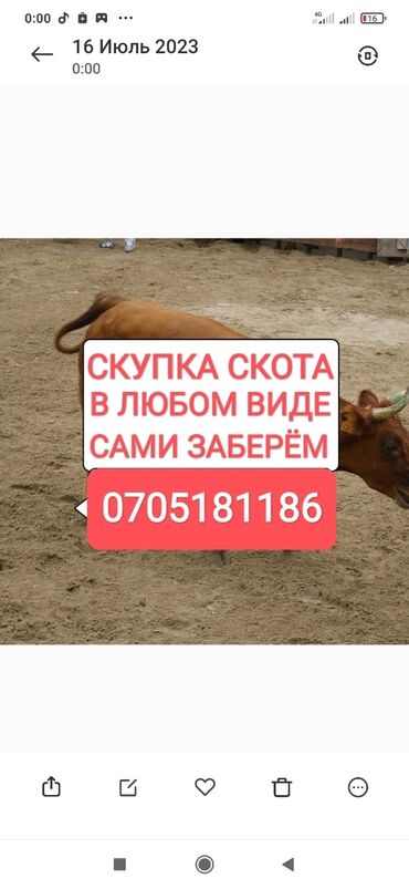лошади в кыргызстане: Куплю | Коровы, быки, Лошади, кони | Круглосуточно, Любое состояние, Забитый