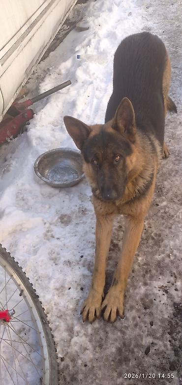 Продажа собак: Восточноевропейская овчарка, 1 месяц, Самка — 6
