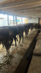 щенки французкого бульдога: Продаю | Корова (самка)