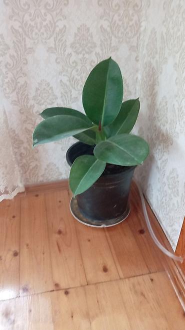 Otaq bitkiləri: Fikus elastika (rezin ağacı) – bəzək məqsədli iri otaq bitkisi - Növ — 9