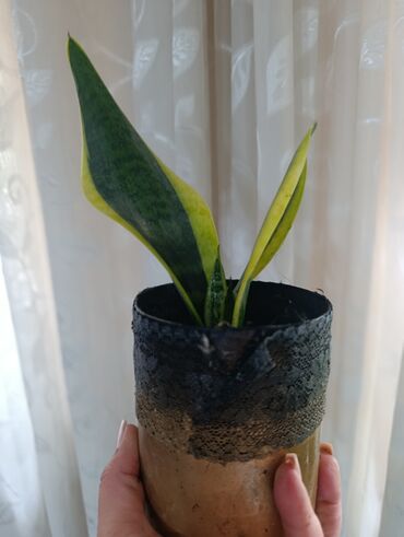 Драцены и Сансевиерии: Сансевьерии (сансевиерия цилиндрическая и полосатая/вариегатная) в — 4