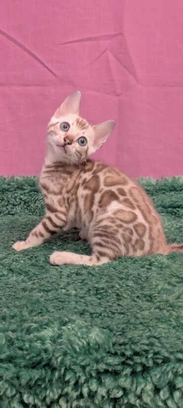 Продажа кошек: Бенгальская, 1 месяц, Девочка, Белый, Кастрирована, Приучена к лотку, Проглистована — 15