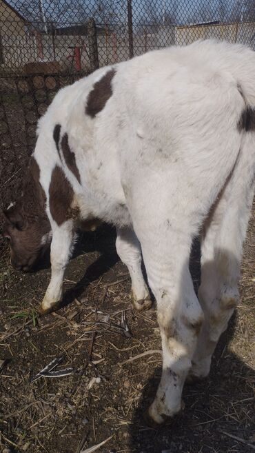 сементал телята: Продаю бычков породы осиминёный сементал и Ангус по 2,5 месяца сена