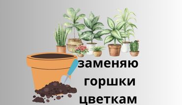 где купить одноразовые контейнеры: Прайсы большие горшки 6-15 400сом Средние 5-4 литра 300 сом 3-2-1