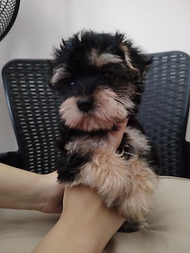 Dogs: MORKI Štene mini rase staro 7 nedelja (ocisceno pd parazita dok vama — 8