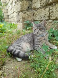 котенок в хорошие руки: Tabbi, Dişi, Yaxşı əllərə, Pulsuz çatdırılma