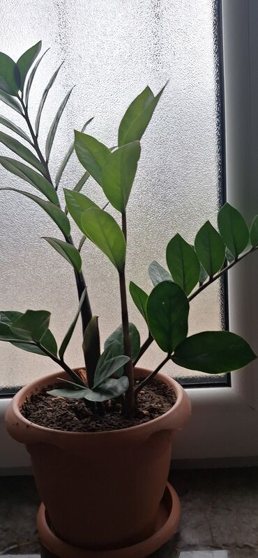 reşotka qiymeti: Zamioculcas (dollar gülü).Qiymet 10 manat