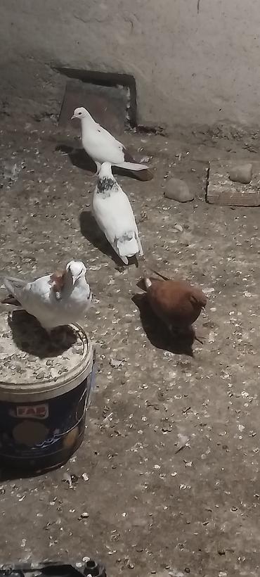 goyərcin yuva: Ebreş boyun erkeydi temiz çılağ ayağdı qızğında erkeydi unvan Gence — 2
