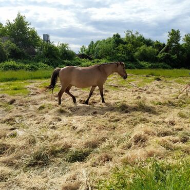 qarabağ atı satılır v Azərbaycan | Xalçalar: At satilir, 7 yaş, Xudat şeherinde