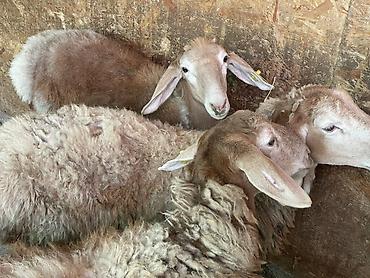 Продам с/х животных: Продаю | Ягненок, Баран (самец) | Гиссарская, Эдильбаевская, Арашан | На забой, Для разведения, Для шерсти | Племенные, Осеменитель — 3