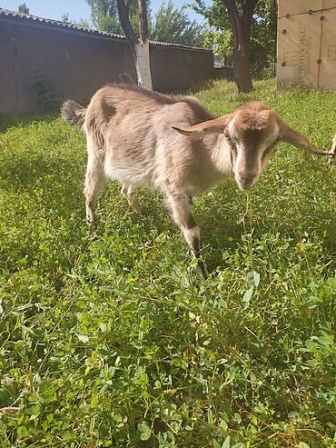 нубийский козы: Продаю | Коза (самка) | Для разведения, Для молока | Племенные