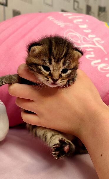 где можно купить шотландского вислоухого котенка: На бронь .Родилась 23 апреля.Шотландская Девочка.Фото родителей