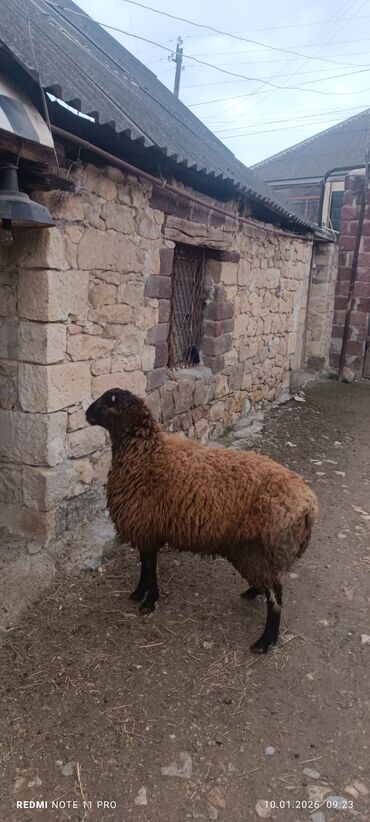 Qoyunlar, qoçlar: Erkək, il: 1, 60 kq, Damazlıq, Ünvandan götürmə — 2