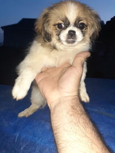 İtlər: Pekines, 2 ay, Dişi, Ödənişli çatdırılma — 3