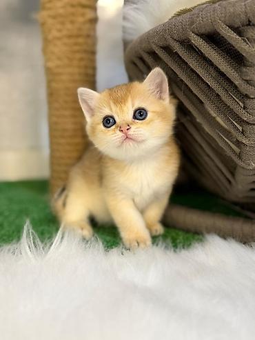 Pişiklər: Britan — 12