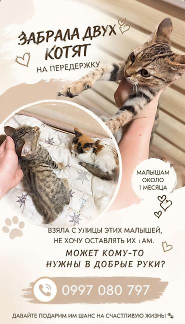пушистые собачки: Котята ищут любящую семью🫶🏻 - Возраст: примерно 2-3 месяца. Девочка и — 1