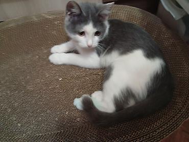 кошка серый: Котёнок домашний, короткошёрстный, окраса биколор: бело‑серый — 1