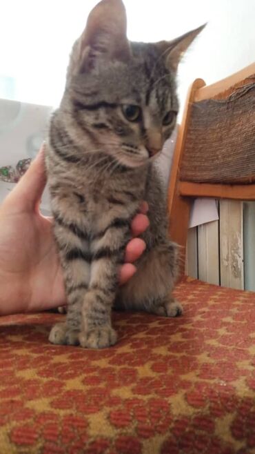 отдам охотничью собаку в хорошие руки: Молодой котенок с характерным полосатым окрасом, напоминающим