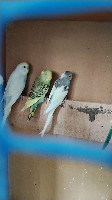 oğlan papuqay adlari: Dalmatin və rəngarəng dalğalı (muhabbet) papağanlar - Növ: Dalğalı — 1