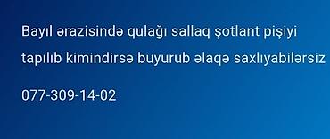 pişik gence: Bayıl ərazisində qulağı sallaq pişik tapılıb. Kimindirsə əlaqə — 2