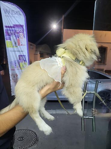 pitbull tap az: Pekines, 3 ay, Dişi, Pulsuz çatdırılma — 3
