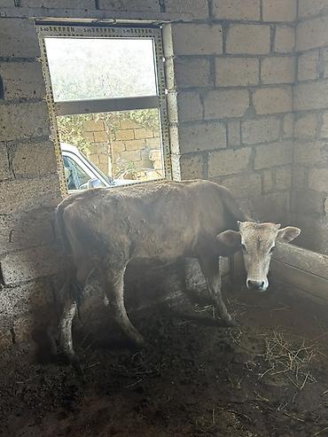Inəklər, öküzlər: Satışa iri buynuzlu heyvanlar - Cins: qarışıq ətlik (fotoşəkillərdə — 13
