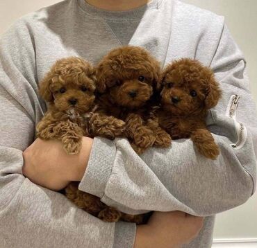 Psi: Ponuda Predivnih Toy Pudli Očarajte se našim pažljivo odgajanim toy — 3