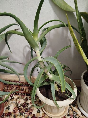 3 лет: Алоэ лечебный, 3 летний