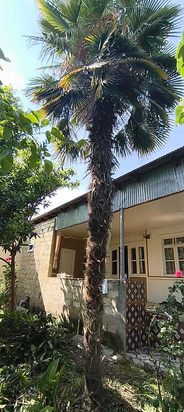 soltan darağı gülü: Palma ağacı 21 yaşı var hündürlüyü təqribən 7.8 metr hündürlükdə — 1