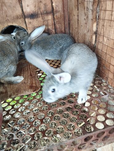 кормушка для кроликов: Продаю | Крольчата | Белый великан, Фландр | На забой, Для разведения