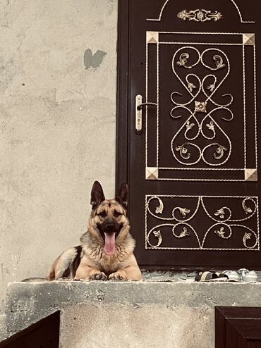 İtlər: Alman çoban iti, 1 il, Erkek