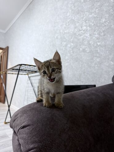 тайская кошка: Породасыз, 2 айлык, Эркек, Лотокко барууга үйрөтүлгөн
