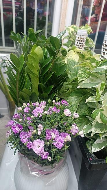 комнатные растения цветы: Комнатные растения в горшках - Антуриум (Anthurium) с крупными — 1