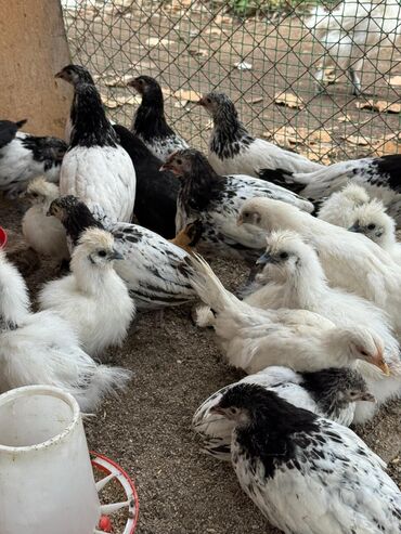 домашние куры купить: Продам всех сразу 
Лакефельдер 
Китайский шелк 
Шабо 
Сибрайт