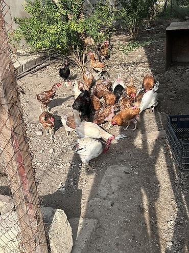 dosan sekili: Qarışıq cins kənd toyuqları sürüsü - Şəkillərdə görünən kimi iri — 4