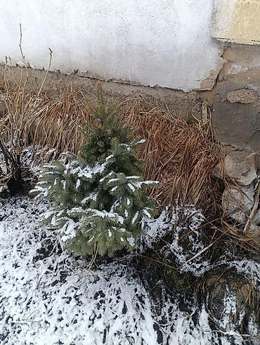 Другие декоративные деревья: Продаются декоративные деревья и кустарники для озеленения участка. В — 2