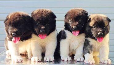Psi: Američka Akita, štenci Odgajivacnica TOP WINNER PUPPY sa ponosom — 11