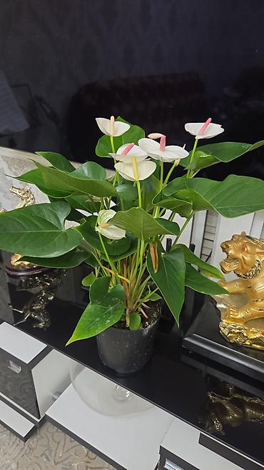 Антуриумы: Антуриум Андре (Anthurium andreanum) - Эффектный комнатный ароид с — 16