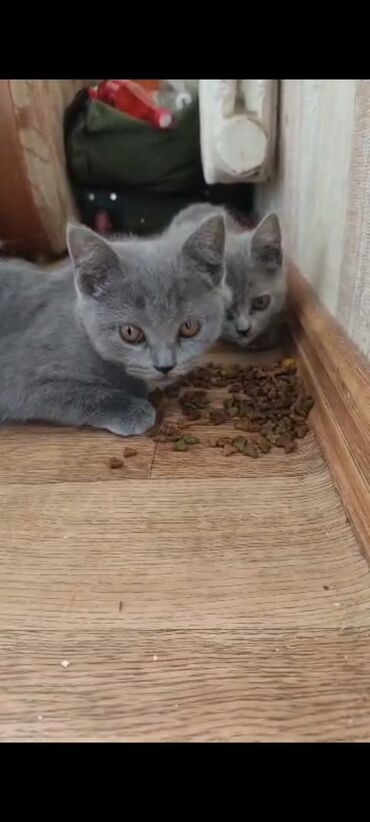 сибирская черно белая кошка: Скотиш Фолд (Шотландиялык шалпаң кулак), 3 айлык, Ургаачы