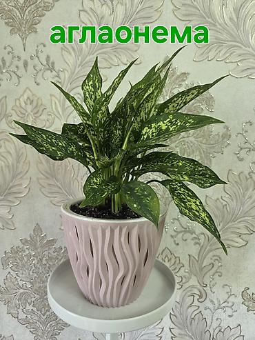 Антуриумы: Антуриум Андре (Anthurium andreanum) - Эффектный комнатный ароид с — 49