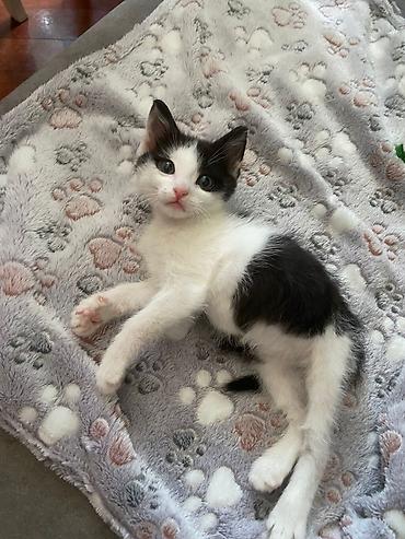 Pişiklər: Erkək, Yaxşı əllərə — 13