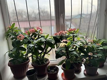 Молочаи: Молочай от 700-1000 с в зависимости от размера — 22