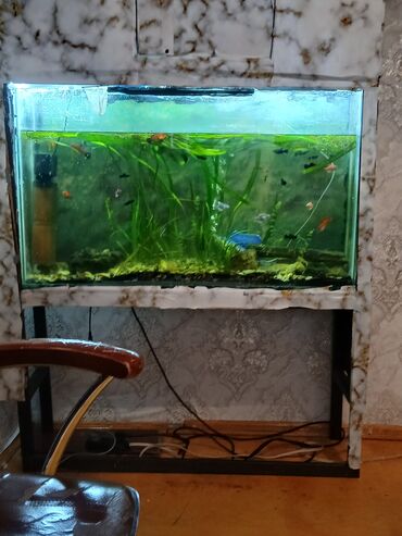 Akvariumlar: Akvariumlar