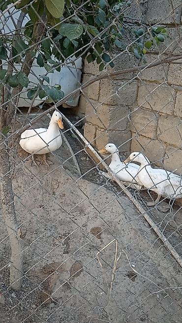 korella quşu acıq sarı 45 azn: Sesdi ördey 3 ü 40 m — 3