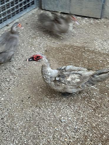 ördək balası və cücə: Lavanda ördək 2 dişi bir erkək bir dəfə bala veriblər balalığdan — 5