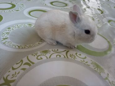 Dovşanlar: 🟠 Ev dovşanı balalarına super endirim kampaniyası. müvəqqəti olaraq 50 — 8