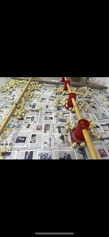 кепер арык: Линия автоматической кормо‑ и поилочной раздачи для птицы — 6